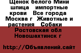 Щенок белого Мини шпица , импортные крови - Все города, Москва г. Животные и растения » Собаки   . Ростовская обл.,Новошахтинск г.
